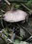 Day04 - 13 * Mushroom
